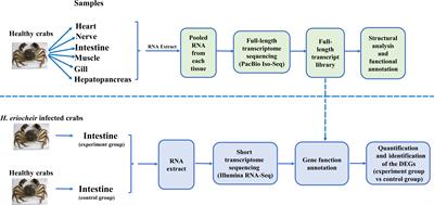 Full-length transcriptome sequencing and comparative transcriptome analysis of Eriocheir sinensis in response to infection by the microsporidian Hepatospora eriocheir